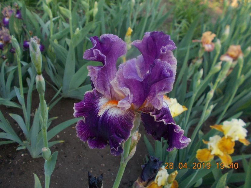  - IRISI BARBATA ELATIOR SI INTERMEDIA-2019