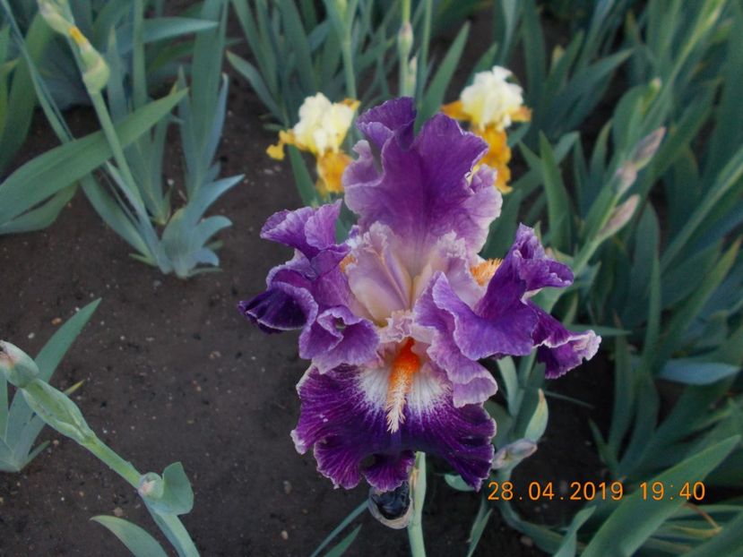  - IRISI BARBATA ELATIOR SI INTERMEDIA-2019