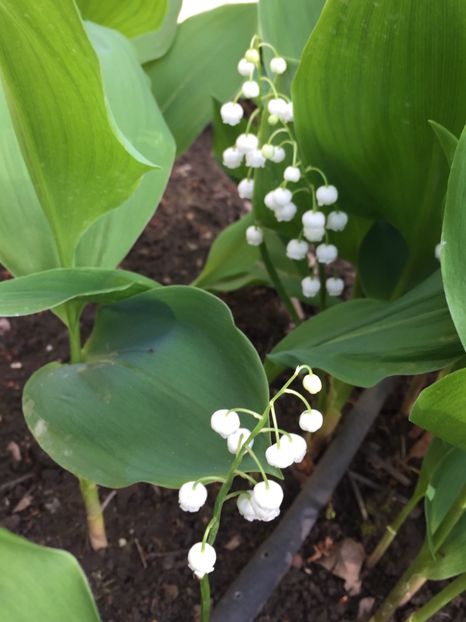 98E7C0DA-B34D-42E5-B3F0-F27954F9A06A - GRADINA 2019