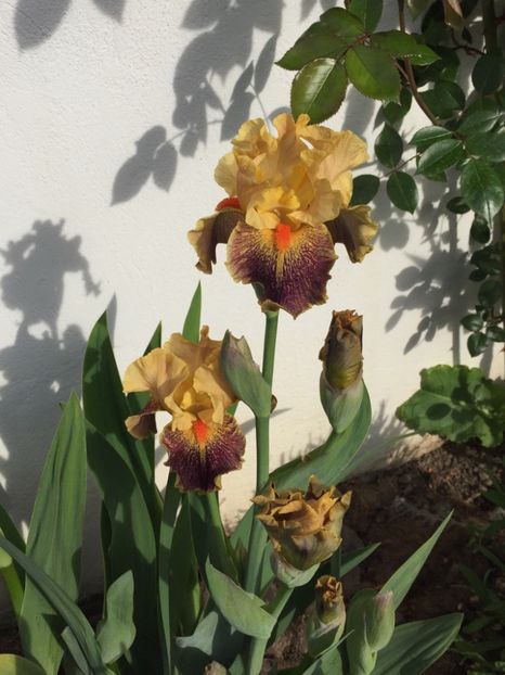 FA723F12-3F01-41B3-B2E3-8C726177808E - GRADINA 2019