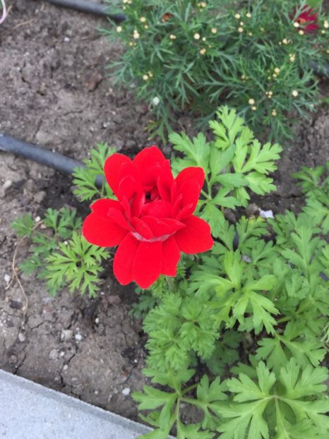 654A78CB-AE31-4380-AC10-D31A142CE1A3 - GRADINA 2019