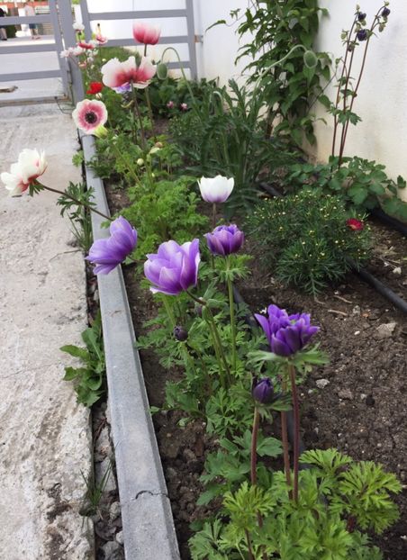 8E73C3BE-F9F2-4AB7-8531-3D4CCACDDED1 - GRADINA 2019