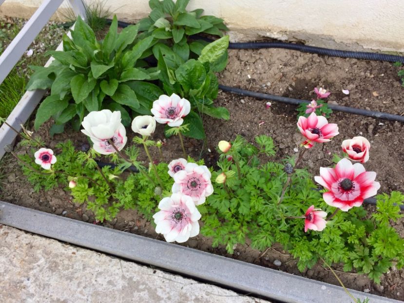 1CBFC6AB-1856-4131-87CD-093AE98F7078 - GRADINA 2019