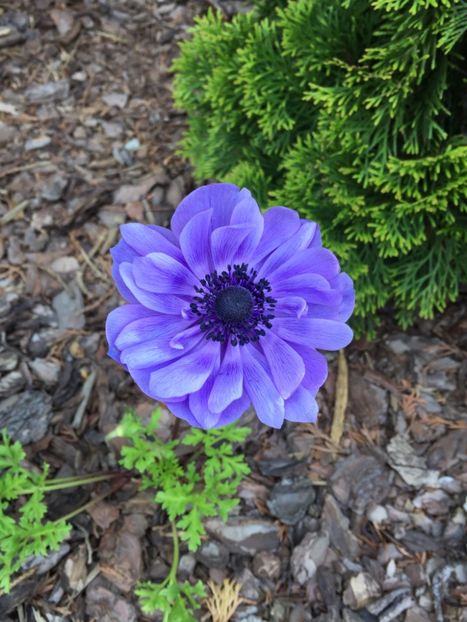 5E9754EA-018A-4E47-BFDF-C69AC9D80A9B - GRADINA 2019