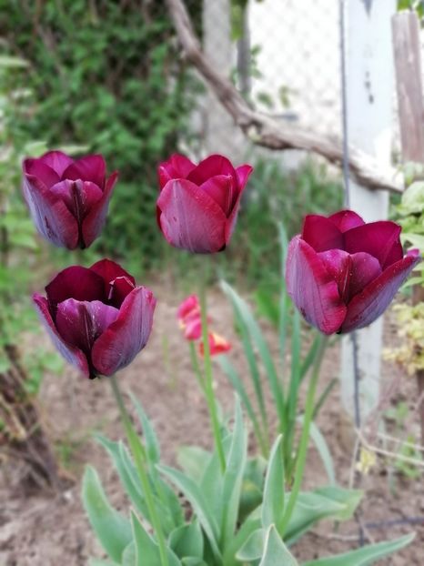 29.04 - gradina 2019