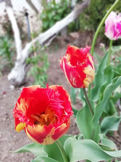 29.04 - gradina 2019