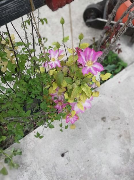 29.04 - gradina 2019