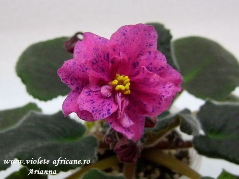 Coral Fantasy - VIOLETE AFRICANE