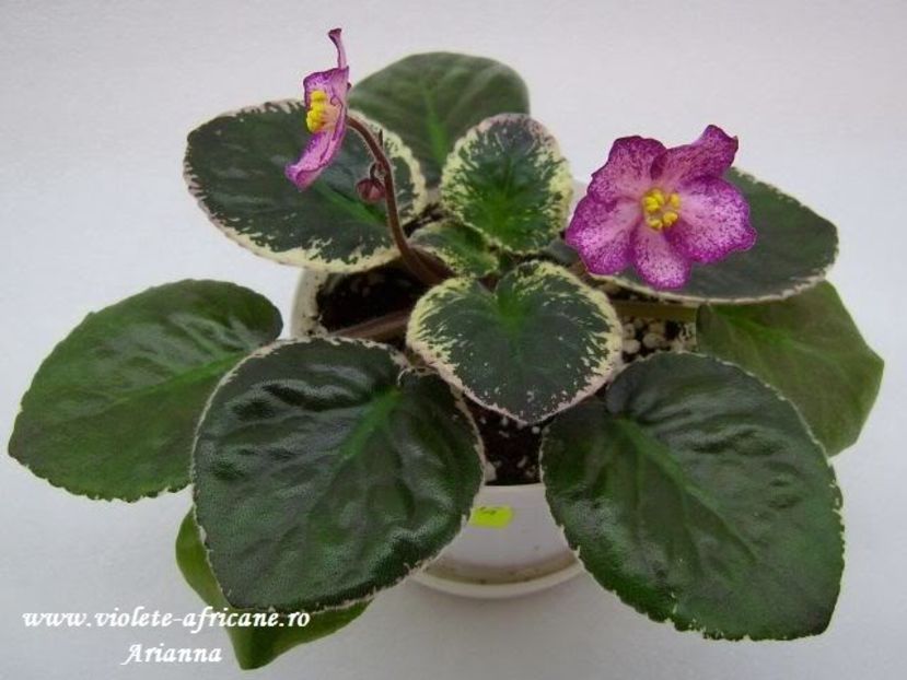 Buckeye Fiesta - VIOLETE AFRICANE