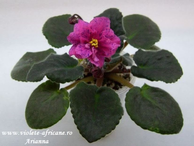 Coral Fantasy - VIOLETE AFRICANE
