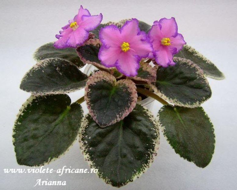Debons Christmas Morning - VIOLETE AFRICANE