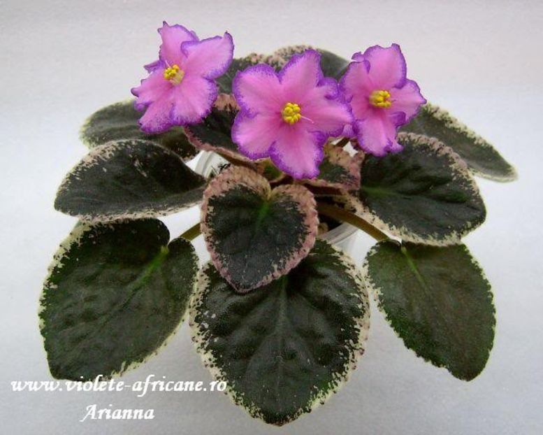 Debons Christmas Morning - VIOLETE AFRICANE