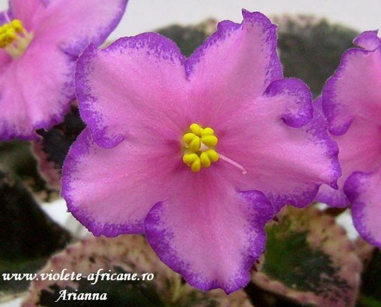 Debons Christmas Morning - VIOLETE AFRICANE