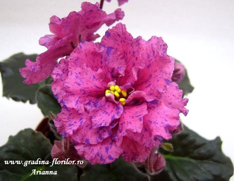 Ethels Wild Side - VIOLETE AFRICANE