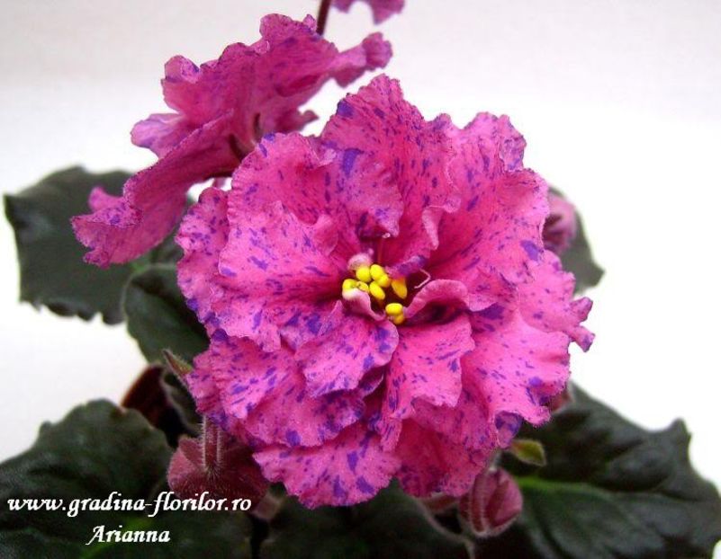 Ethels Wild Side - VIOLETE AFRICANE