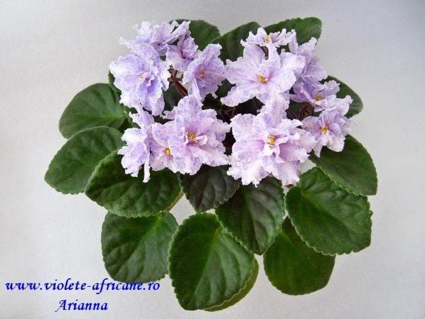 Fantasy Fiesta - VIOLETE AFRICANE