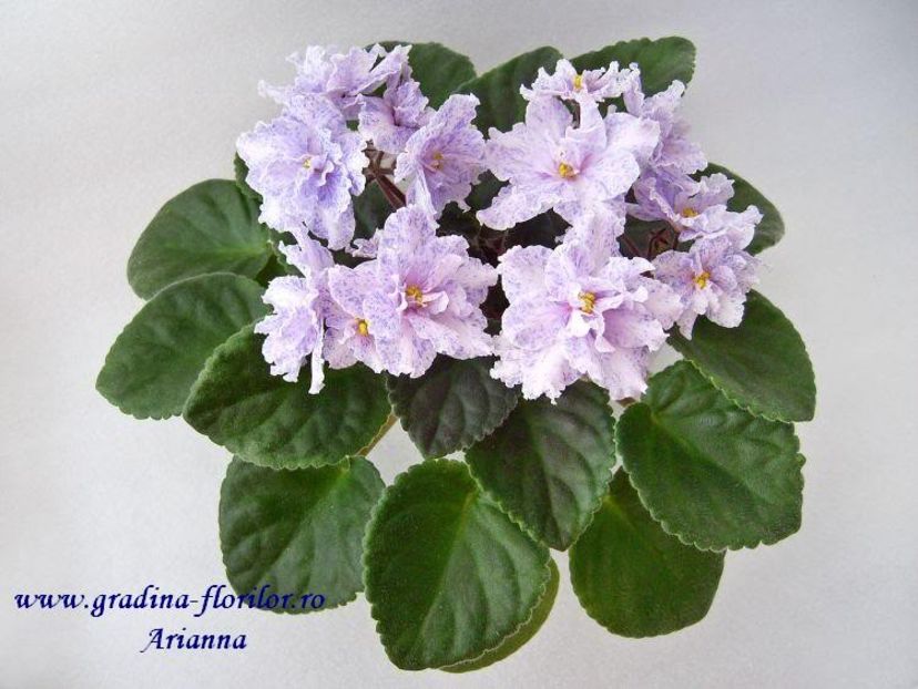 Fantasy Fiesta - VIOLETE AFRICANE