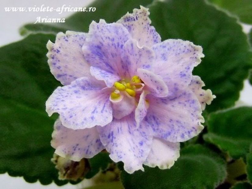 Fantasy Fiesta - VIOLETE AFRICANE