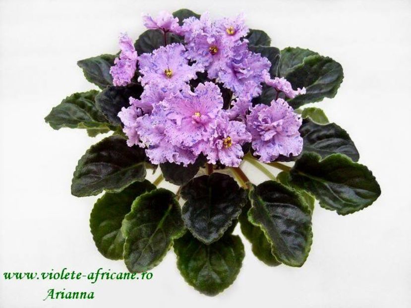 Fantasy Maker - VIOLETE AFRICANE