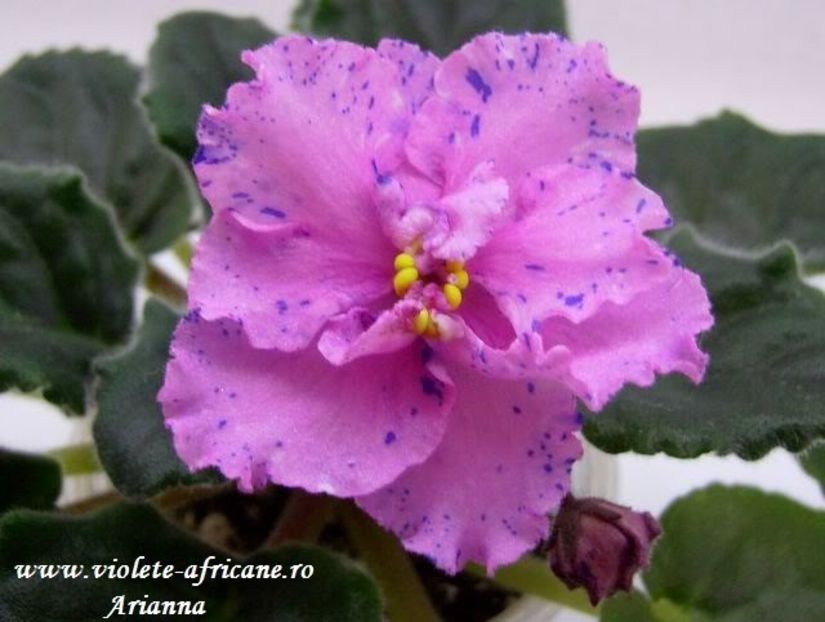 Fantasy Maker - VIOLETE AFRICANE