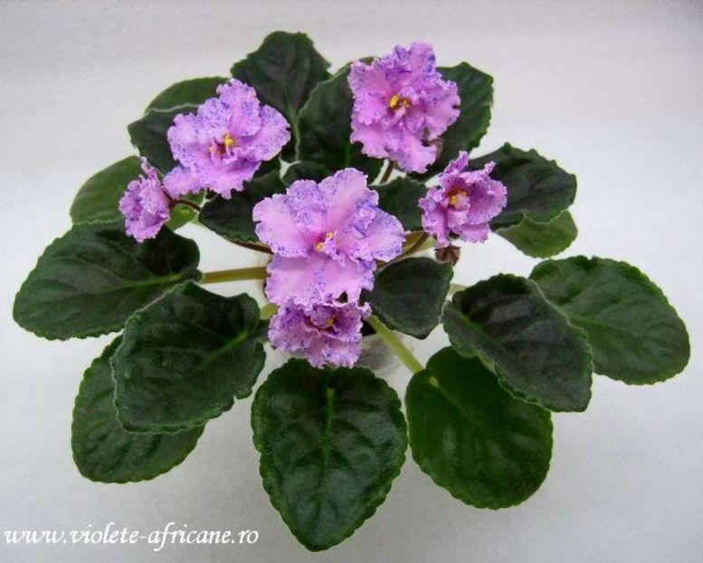 Fantasy Maker - VIOLETE AFRICANE