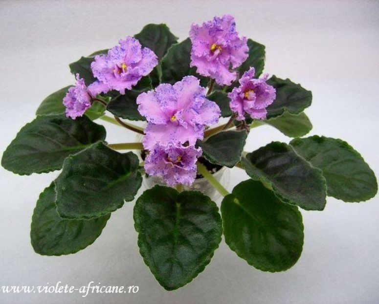 Fantasy Maker - VIOLETE AFRICANE