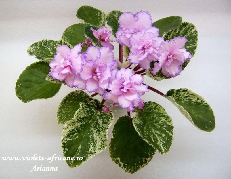 Fredettes Risen Star - VIOLETE AFRICANE