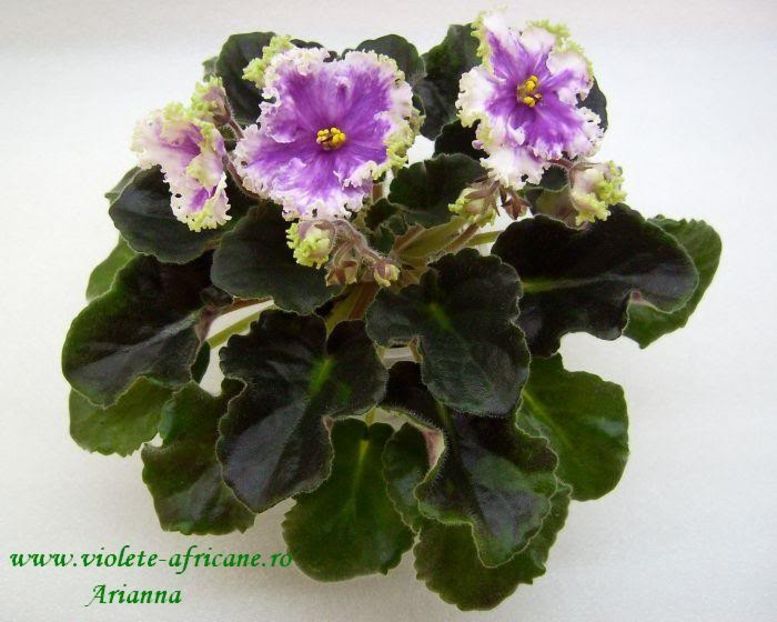 Frosted Flames - VIOLETE AFRICANE