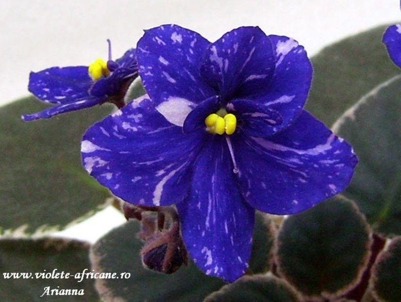 Funambule - VIOLETE AFRICANE