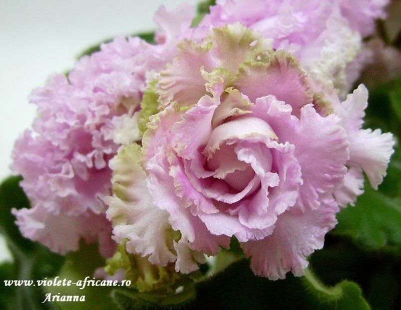 Irish Cream - VIOLETE AFRICANE