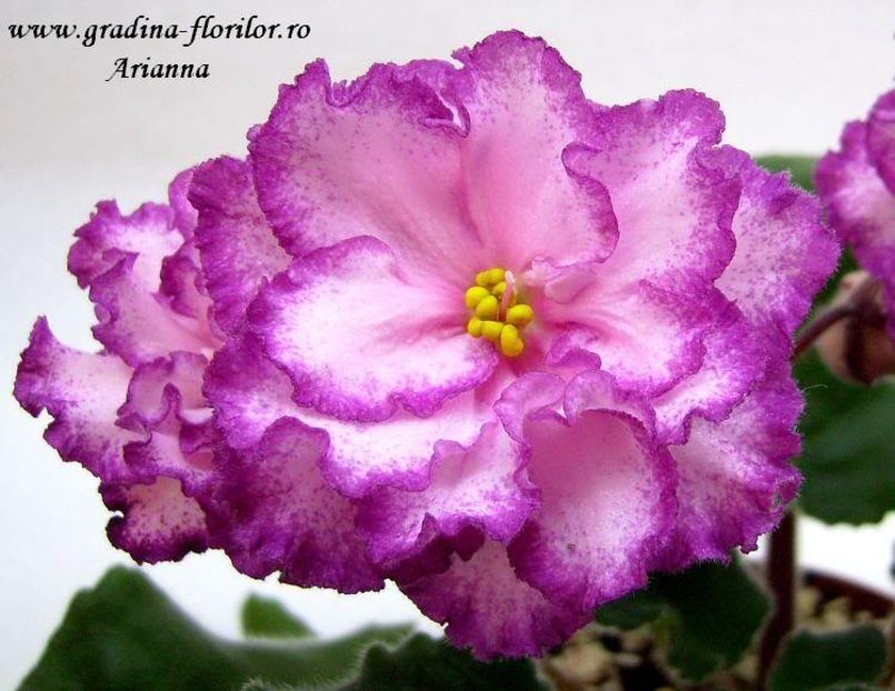 Ian Menuet - VIOLETE AFRICANE