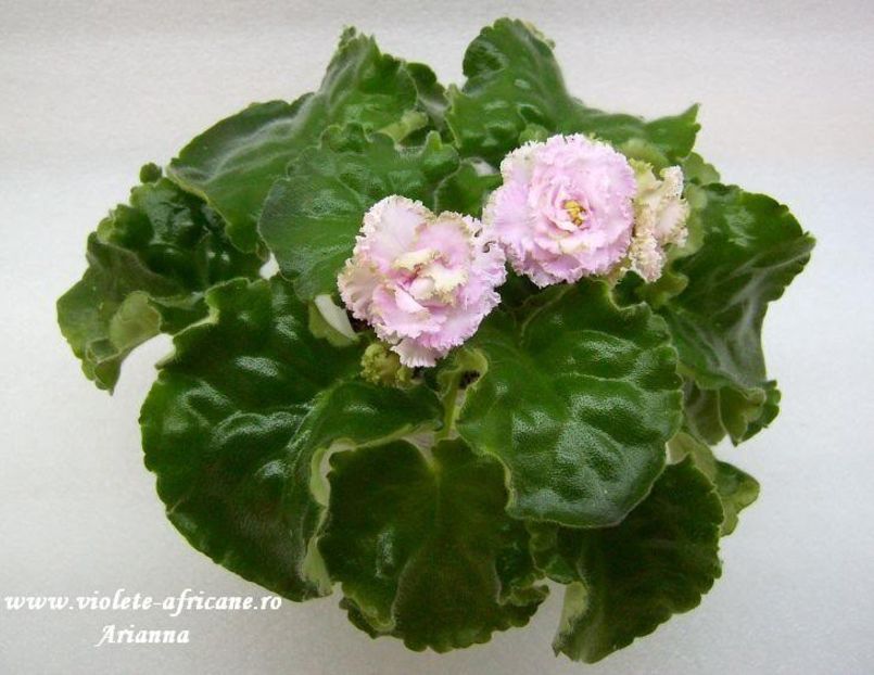 Irish Cream - VIOLETE AFRICANE