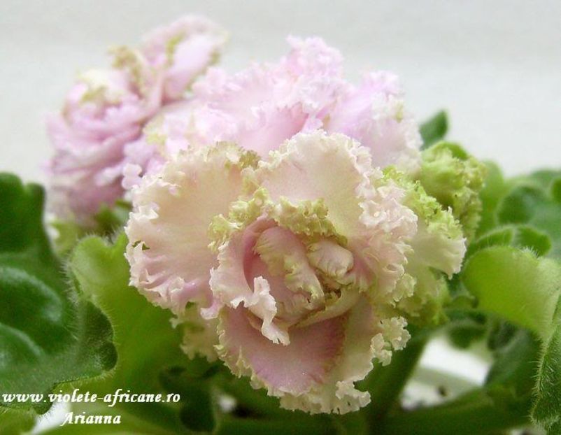 Irish Cream - VIOLETE AFRICANE