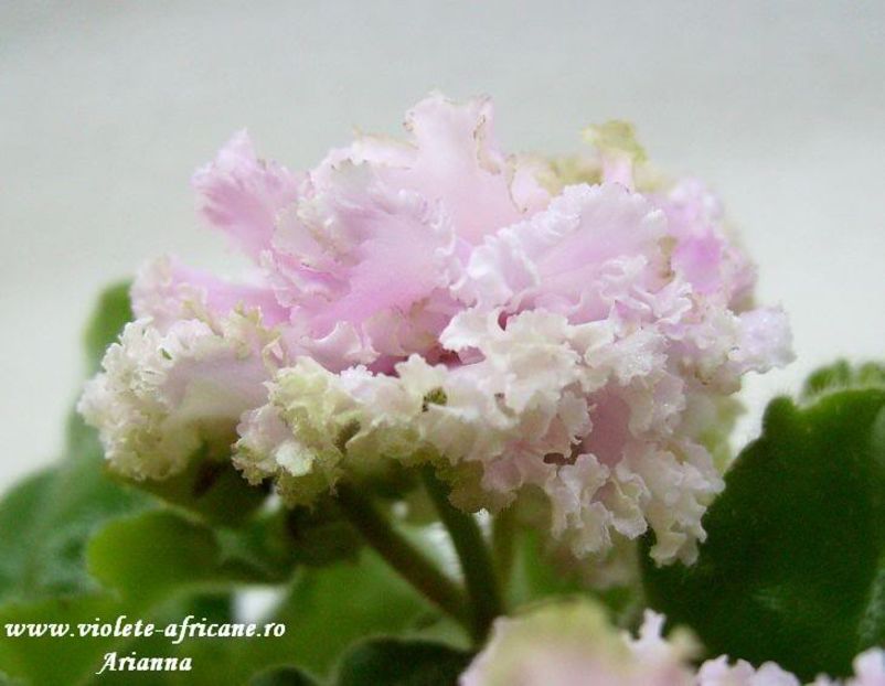 Irish Cream - VIOLETE AFRICANE
