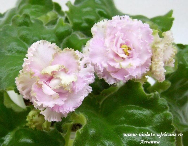 Irish Cream - VIOLETE AFRICANE