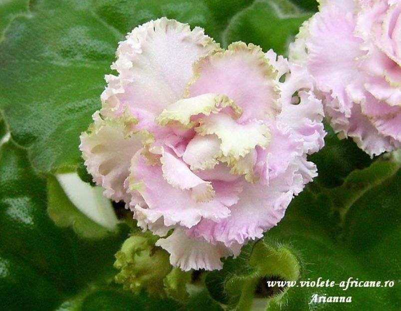 Irish Cream - VIOLETE AFRICANE