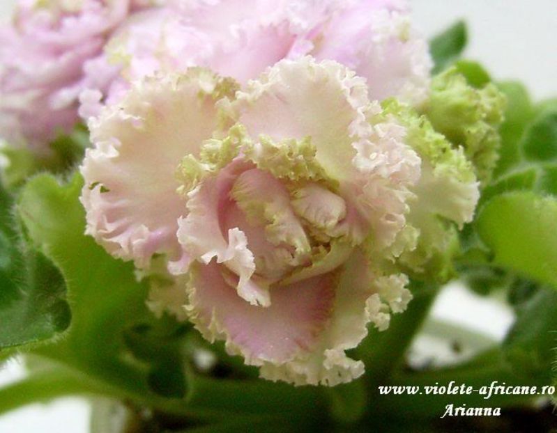 Irish Cream - VIOLETE AFRICANE