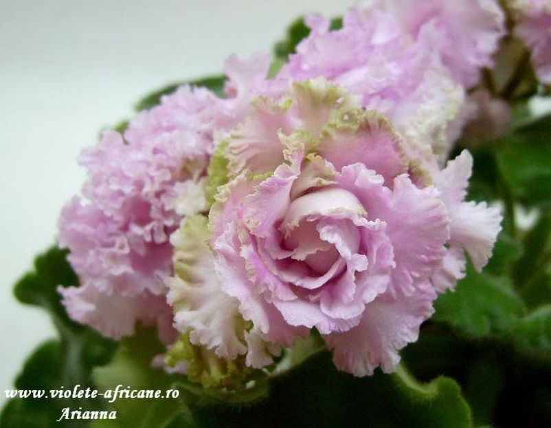 Irish Cream - VIOLETE AFRICANE