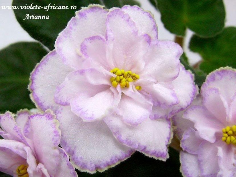 Kazumi - VIOLETE AFRICANE
