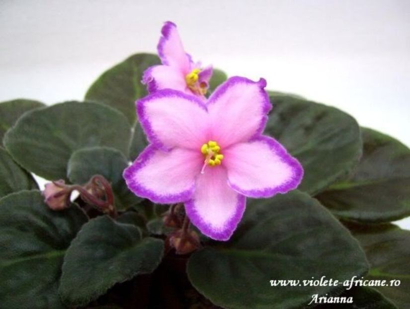 Kevs Heavenly Star - VIOLETE AFRICANE