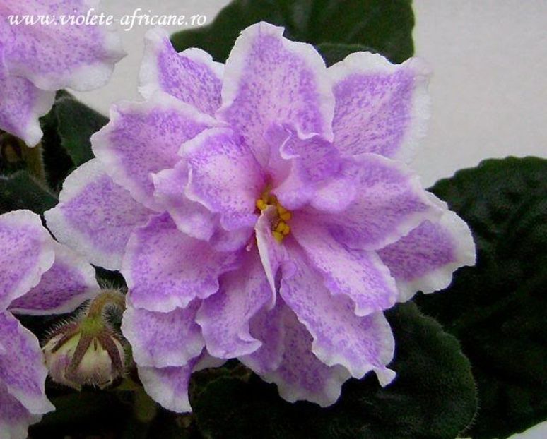 Kings Ransom - VIOLETE AFRICANE