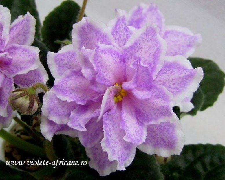 Kings Ransom - VIOLETE AFRICANE