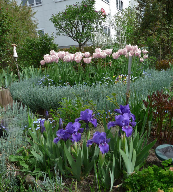  - 2019 - 01 - Primavara