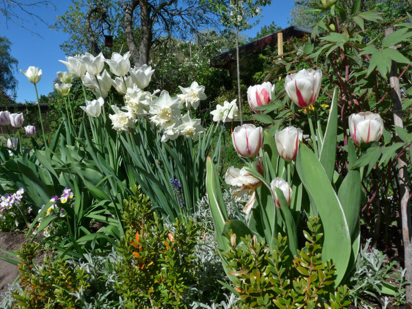  - 2019 - 01 - Primavara