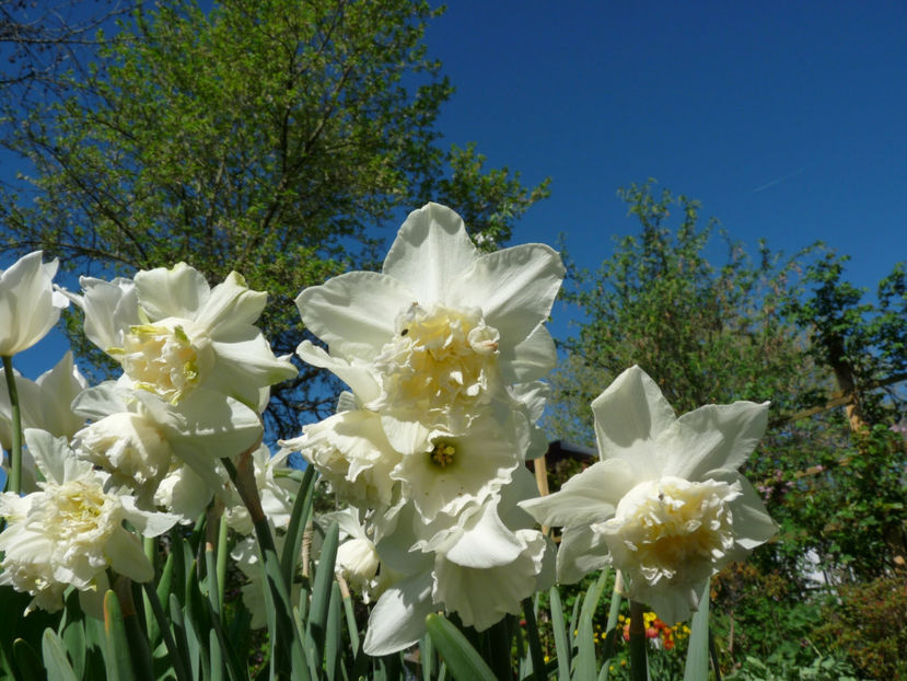  - 2019 - 01 - Primavara