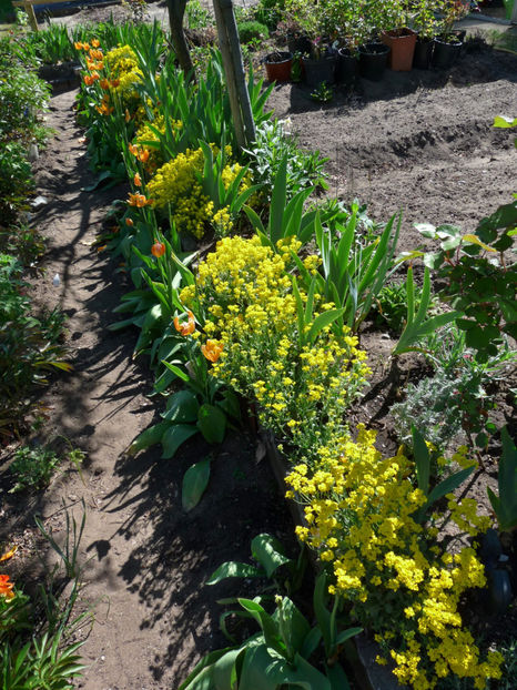  - 2019 - 01 - Primavara