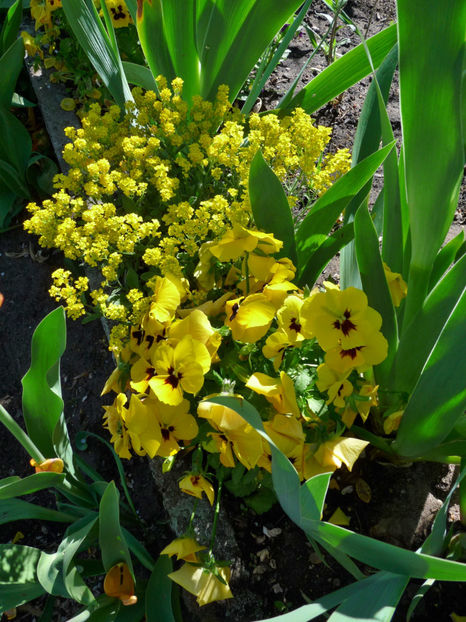  - 2019 - 01 - Primavara