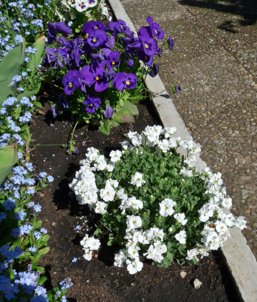  - 2019 - 01 - Primavara