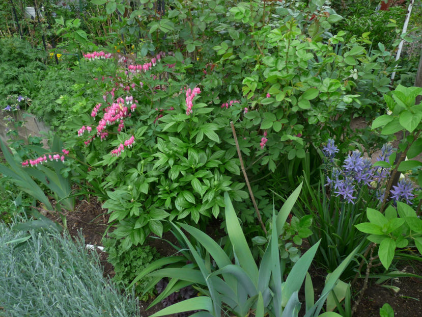  - 2019 - 01 - Primavara