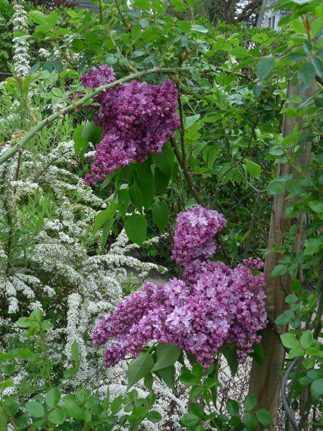  - 2019 - 01 - Primavara